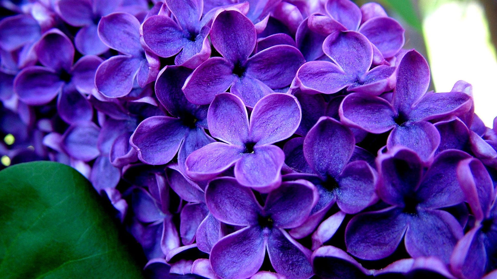 Purple Flower Bouquet Wallpaper