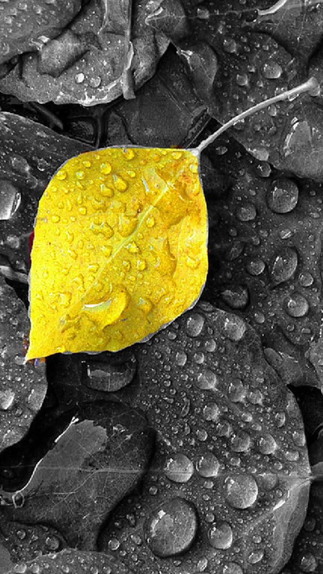Yellow Leaf with Raindrops Wallpaper   Free iPhone Wallpapers