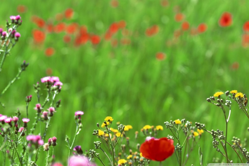  Field Of Spring Flowers Hd Desktop High Definition Wallpaper Full Size