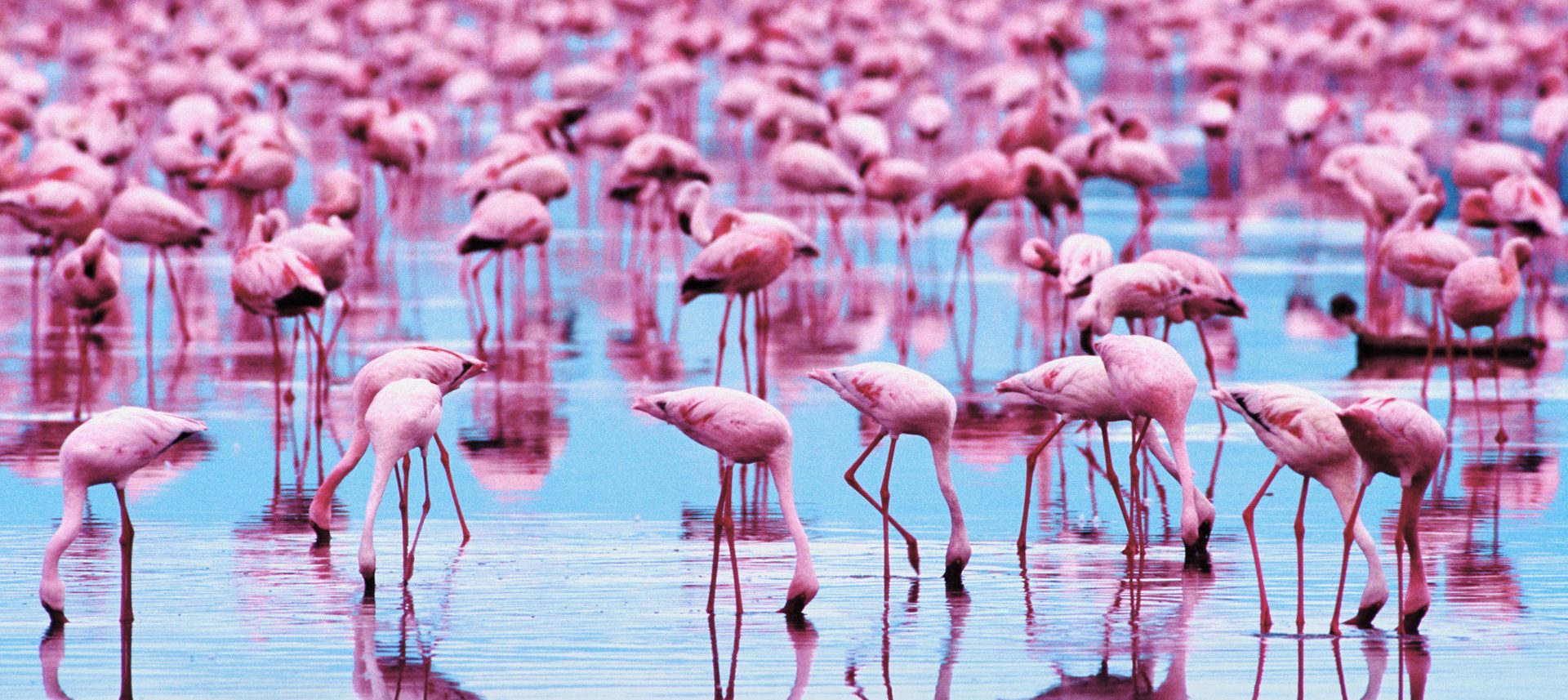 Flamingo Wallpaper Full HD Pictures