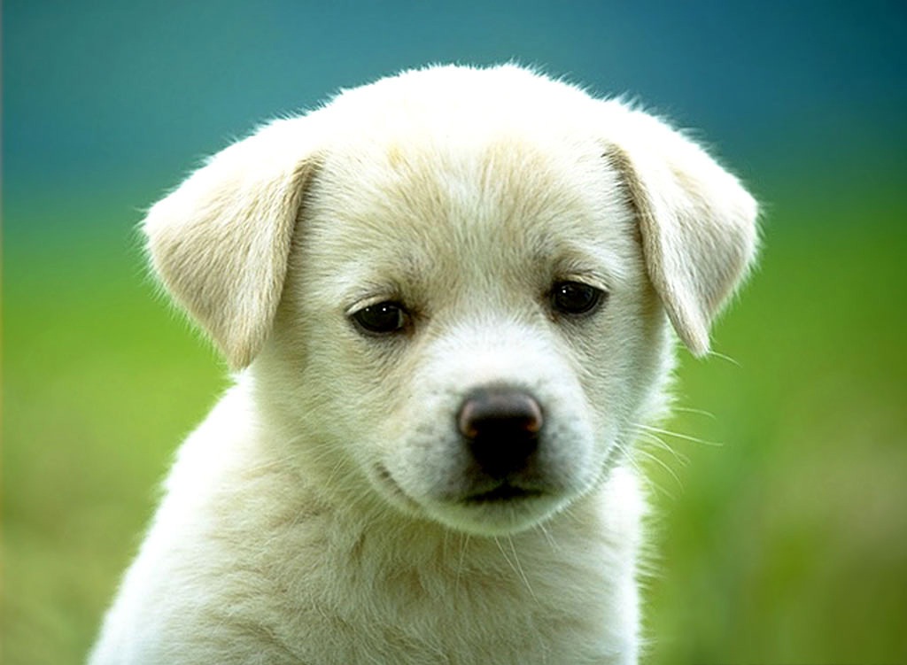 Photo Of Sad Puppy Faces Wallpaper