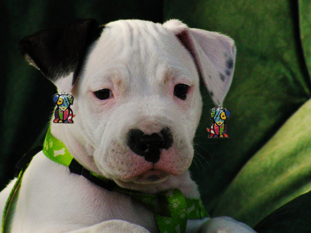 🔥 [46+] Cute Pitbull Puppies Wallpaper | Wallpapersafari