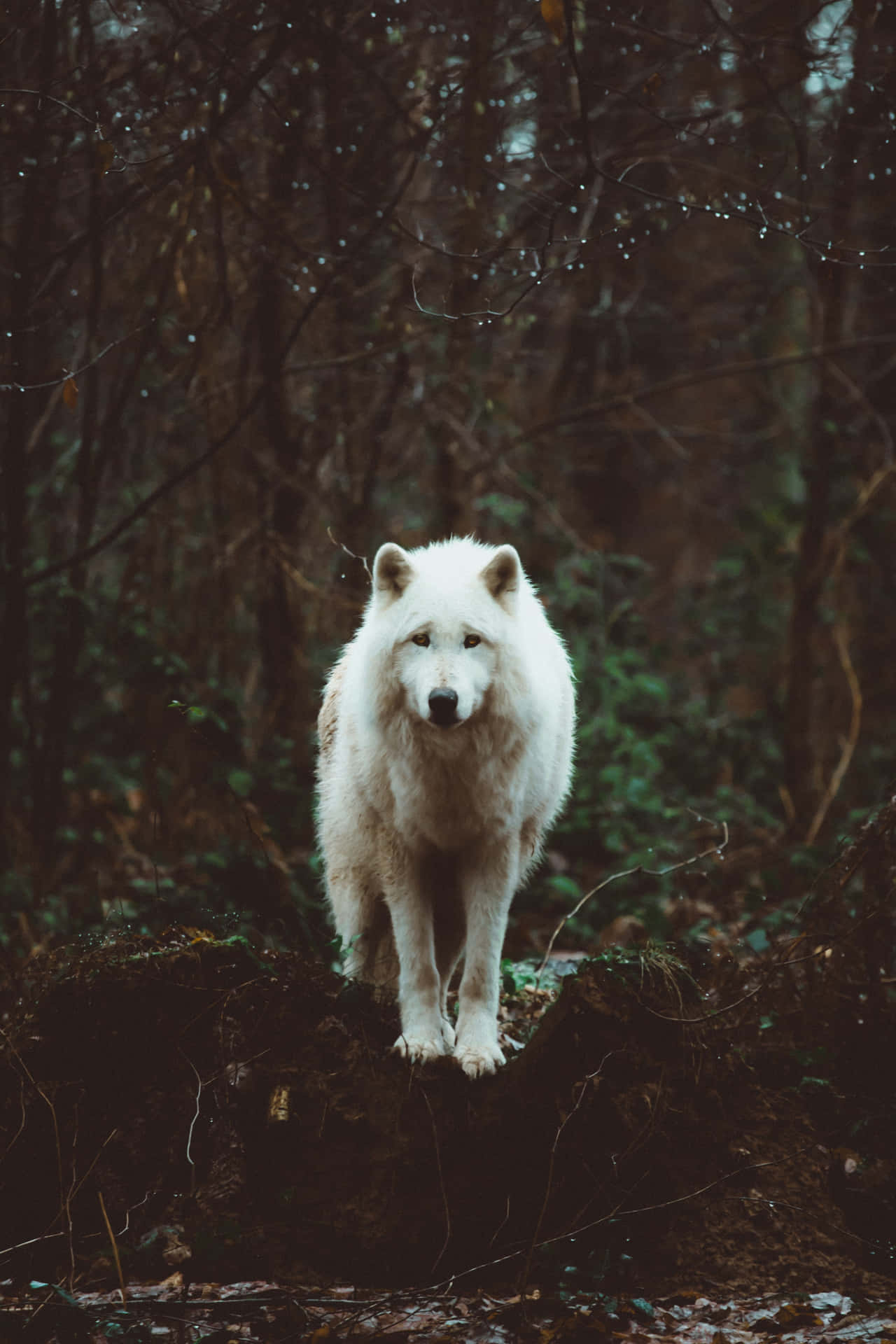 Wolf Phone Wallpaper
