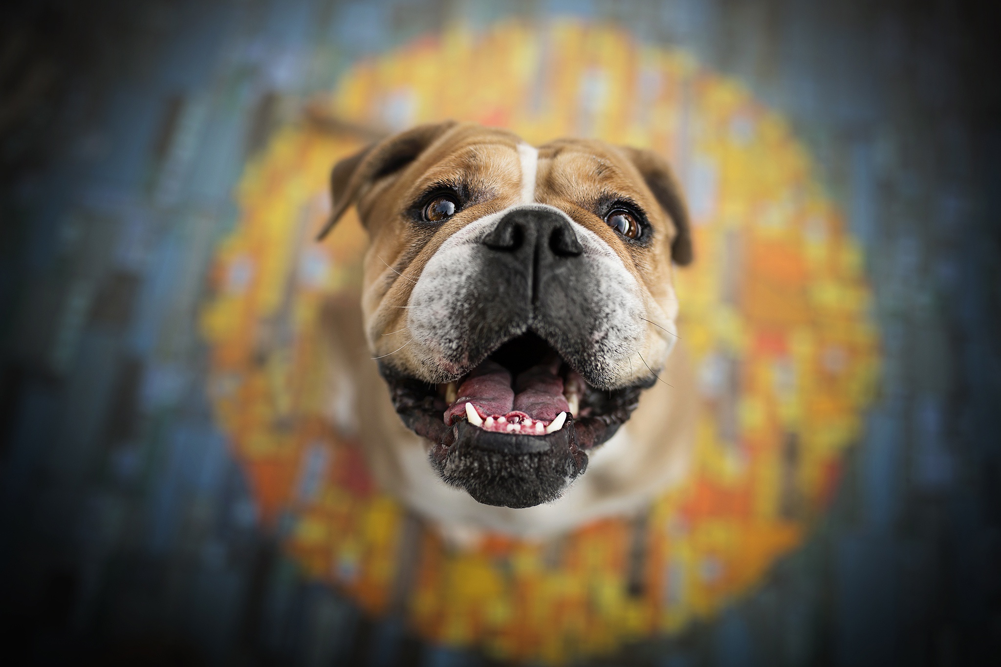 Dog Animal English Bulldog Hd Wallpaper