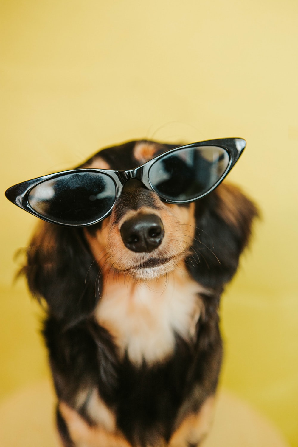 Black White And Brown Long Coated Dog Wearing Sunglasses