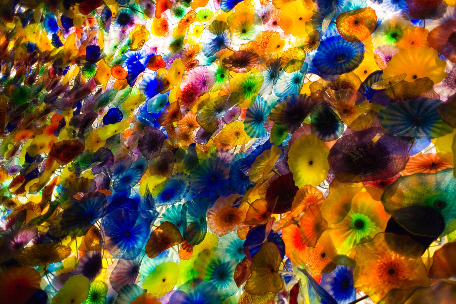 And Adorable Dale Chihuly Wallpaper
