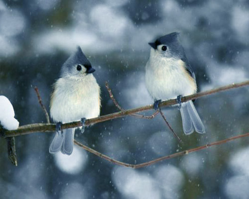 Winter Birds wallpapers