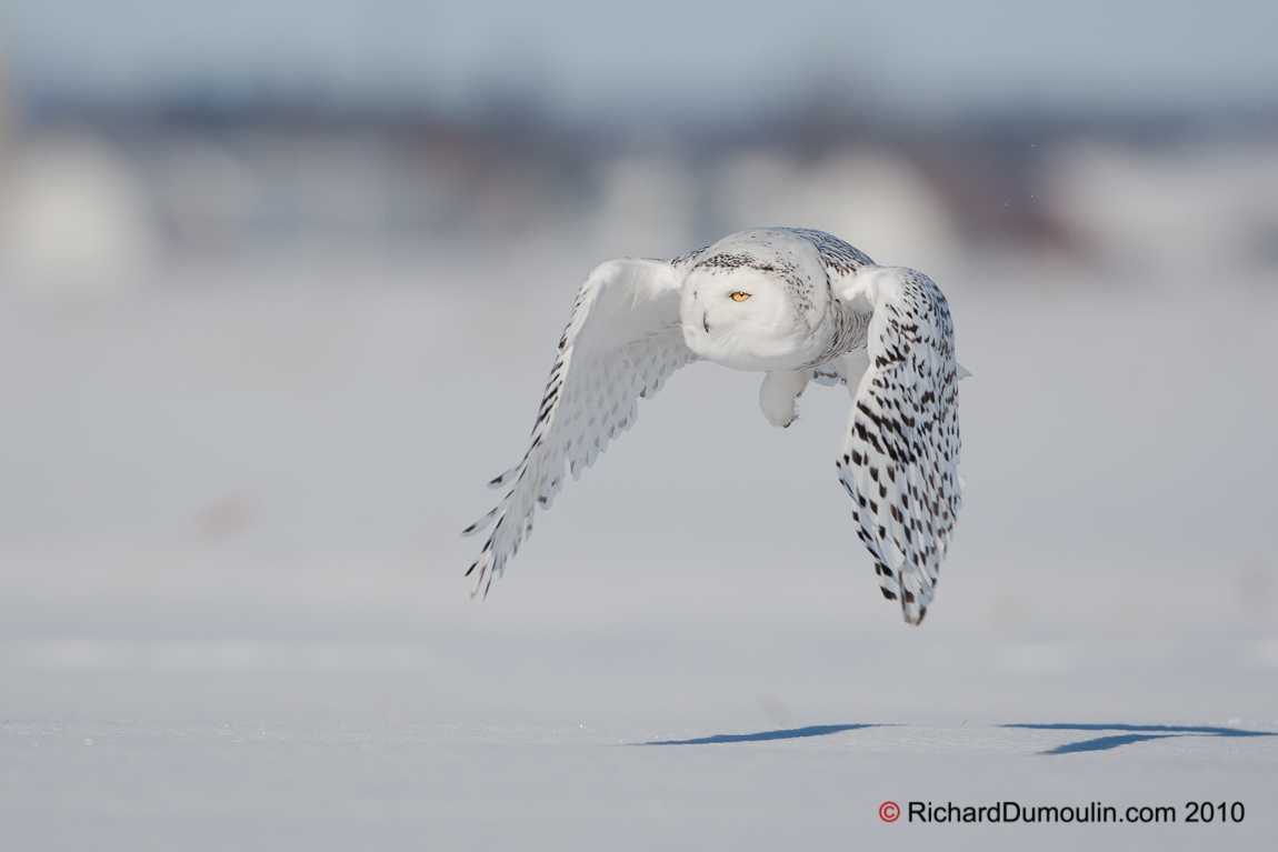 Snowy Owl Screensavers Free Owls Free Screensavers Owl