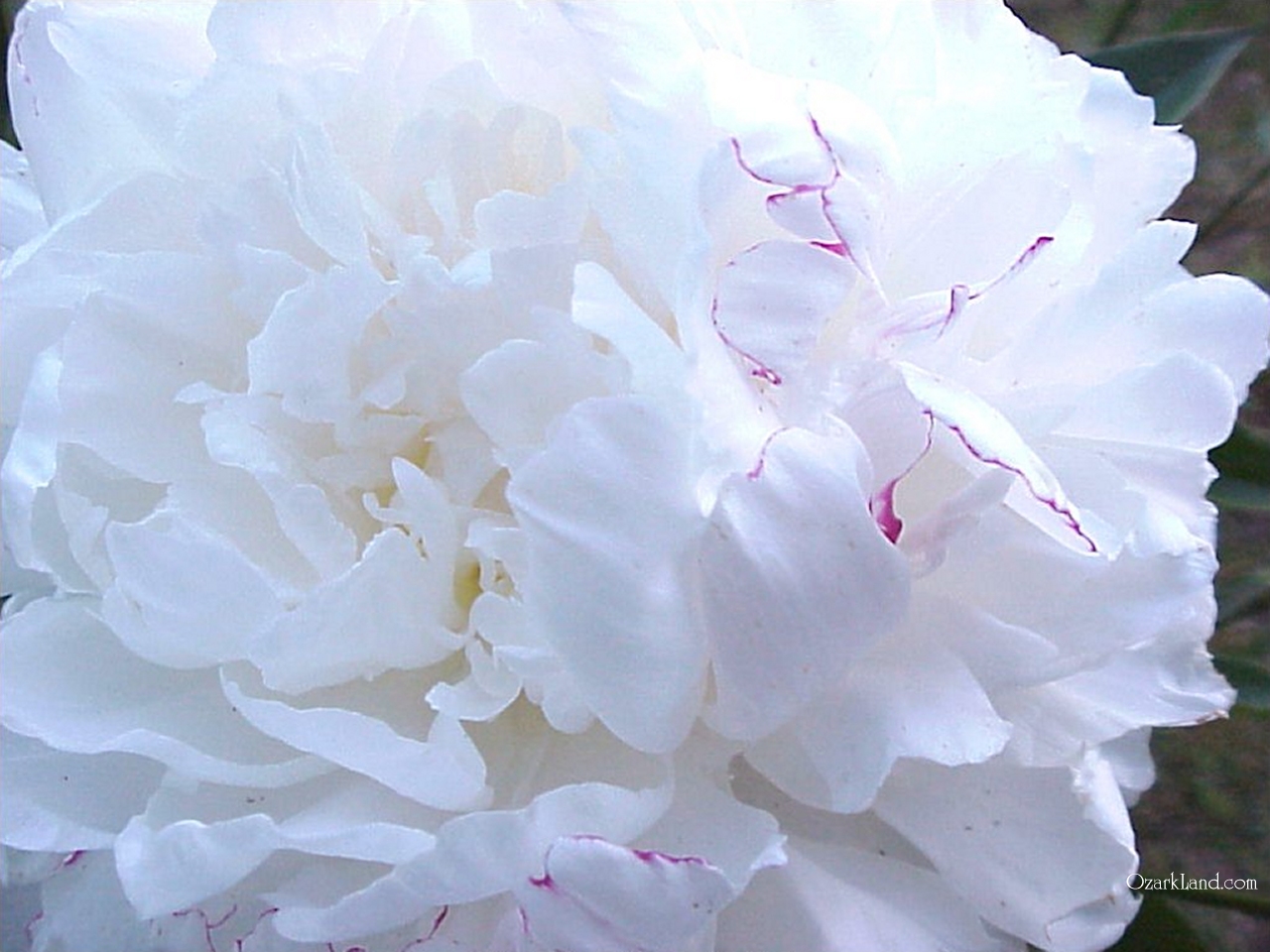 Pin Peonies Flowers White Nature HD Desktop Wallpaper And On