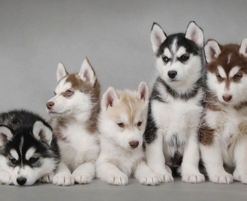 Siberian Husky Puppies By Howlingookami
