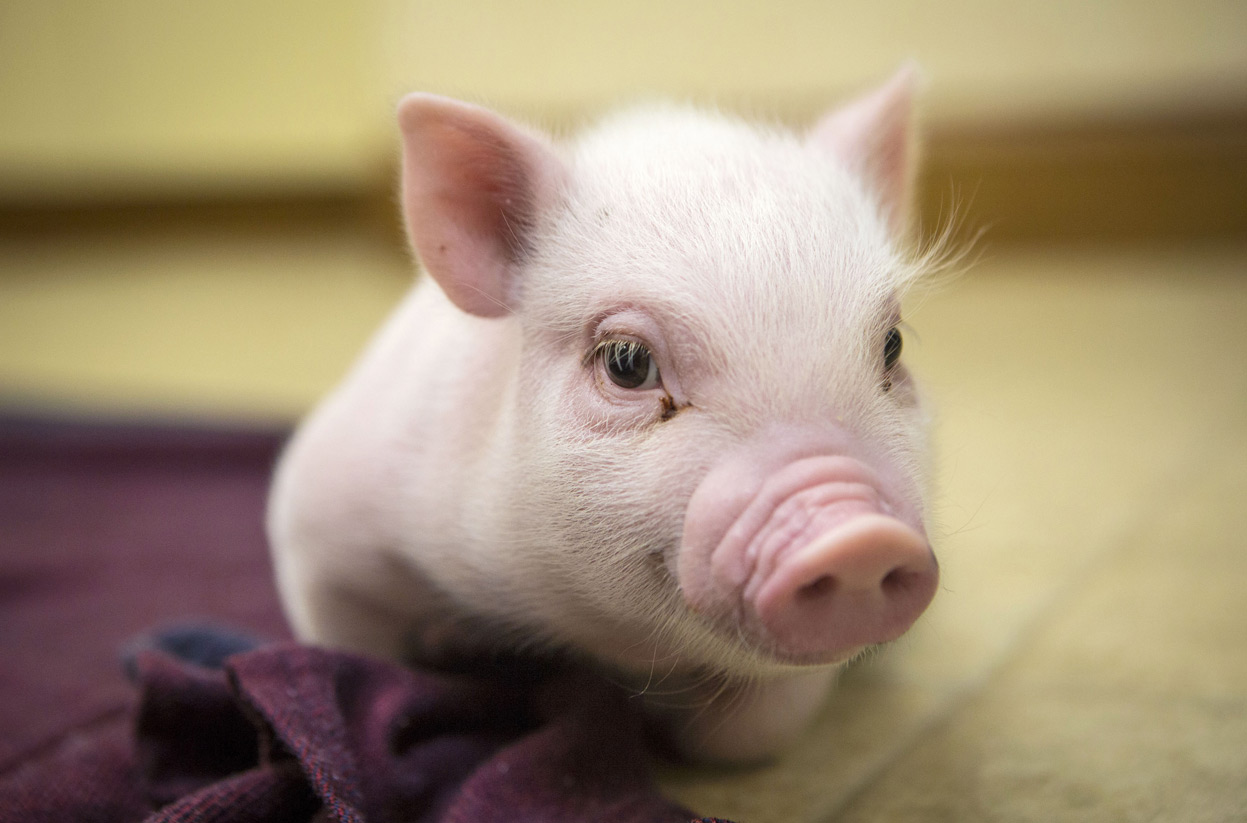 Baby Pig Image