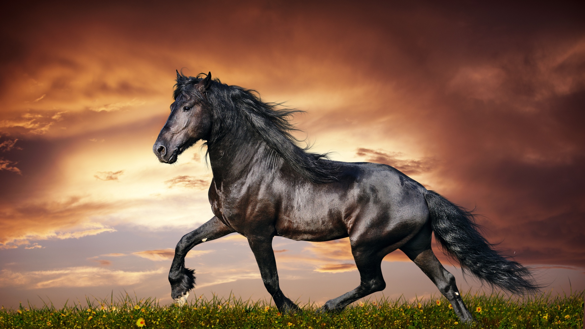 Horse Wallpaper HD Pictures One