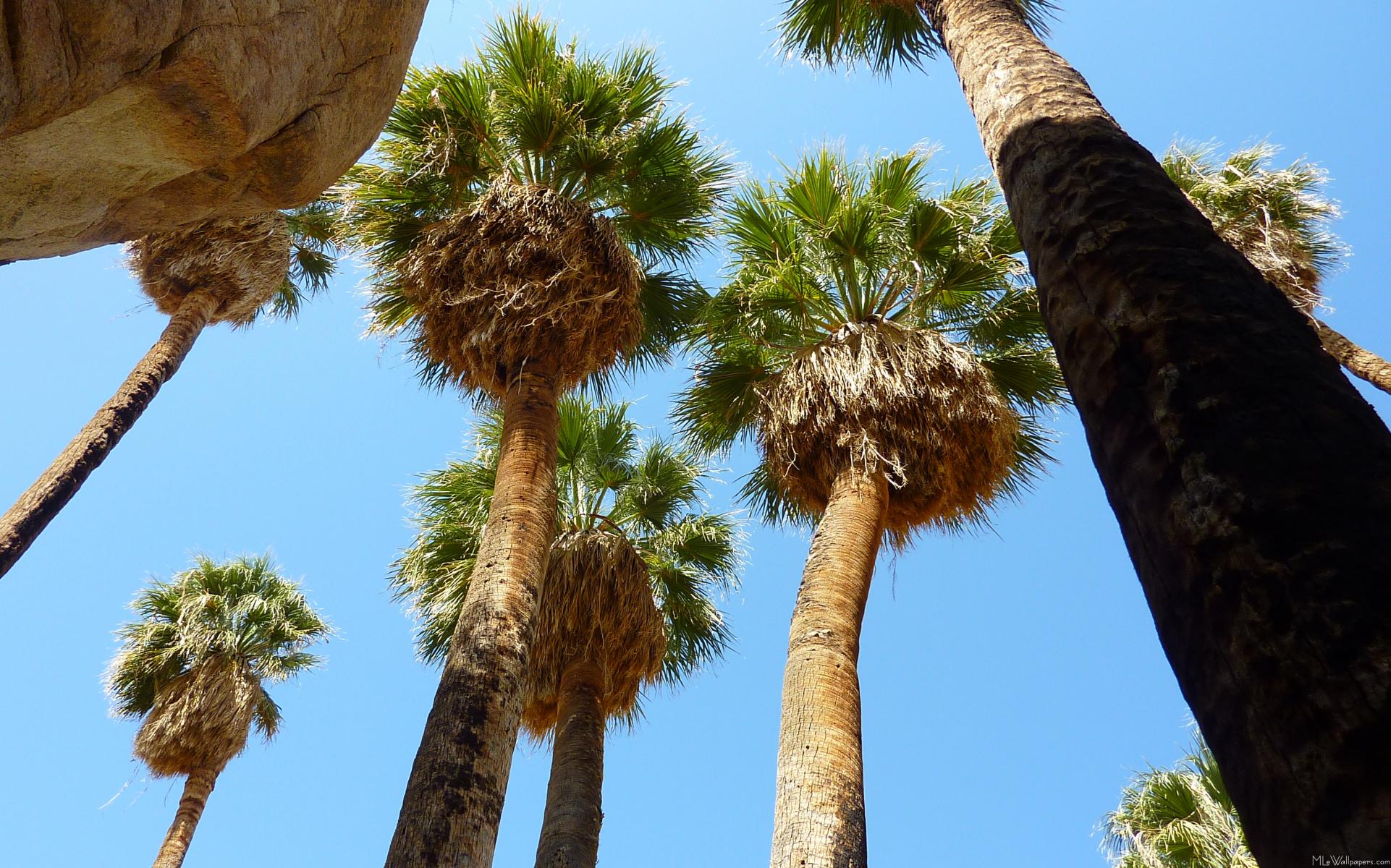 Mlewallpaper Oasis Palms