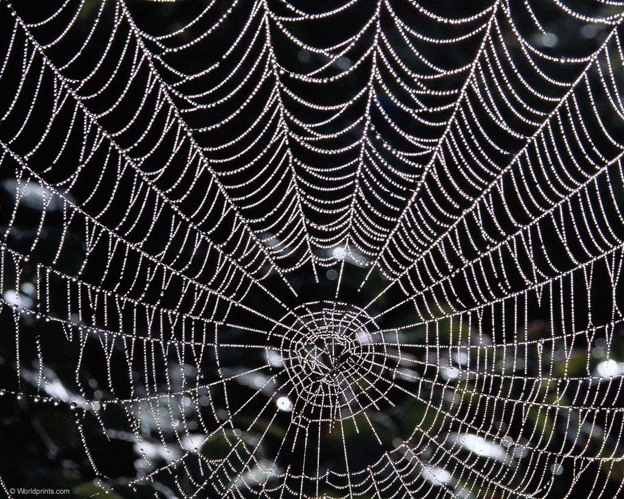 Related Wallpapers from Spider Web