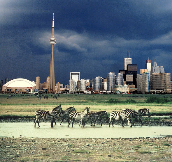 Toronto Night Skyline Wallpaper