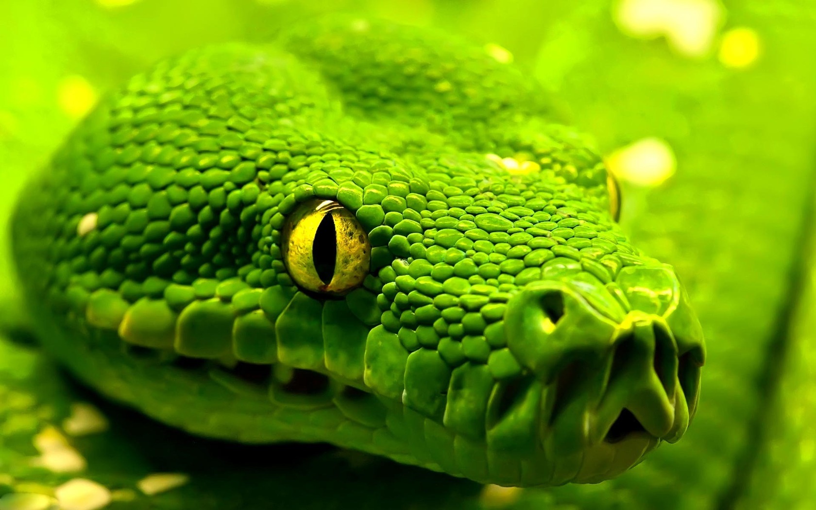 Green snake wallpaper 298