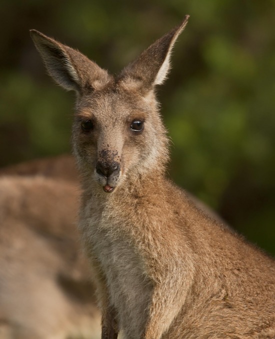 Baby Kangaroo Picture Cute Joey Loadpaper HD Wallpaper