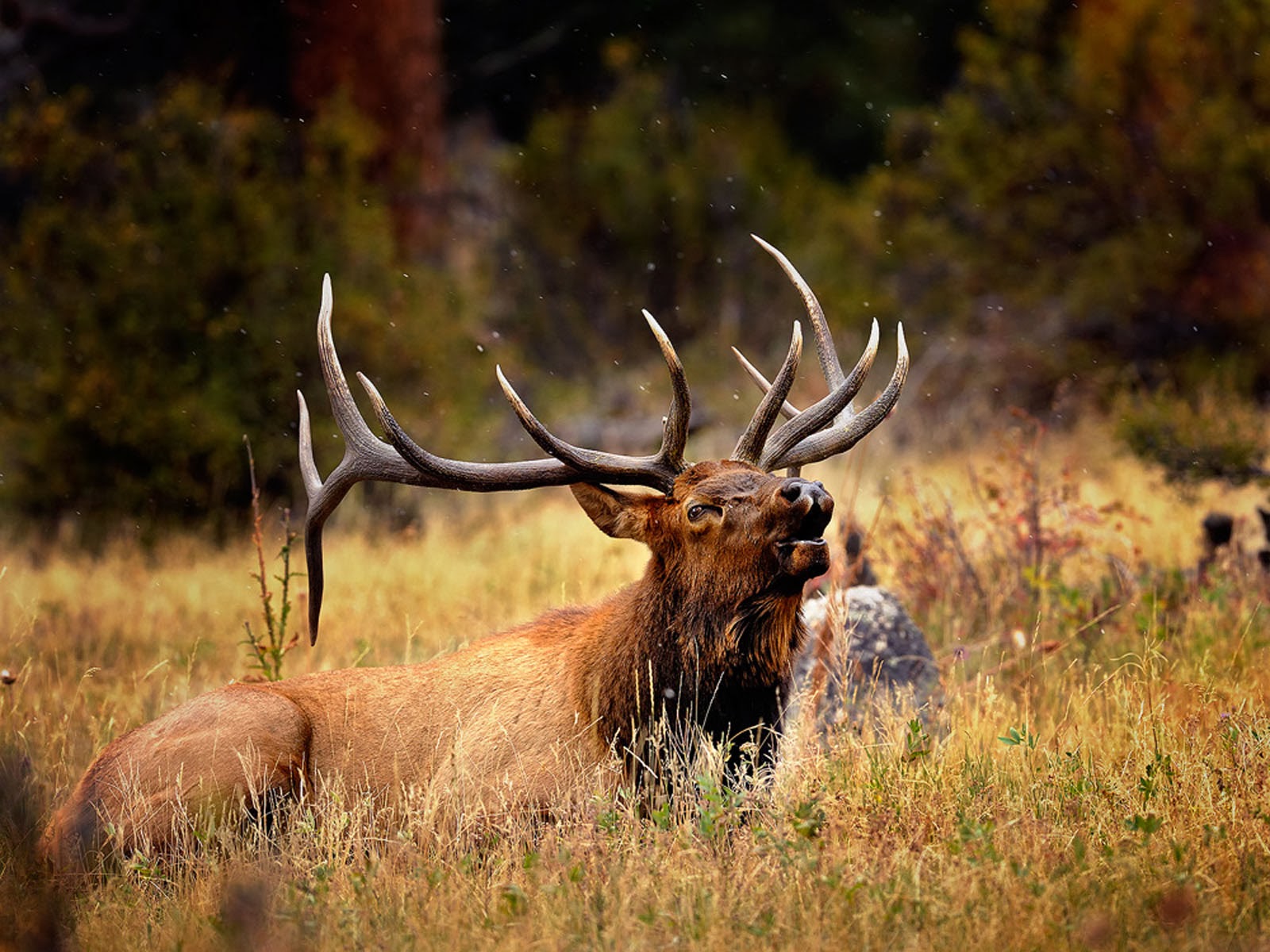 Tag Elk Wallpaper Background Photos Image Andpictures For