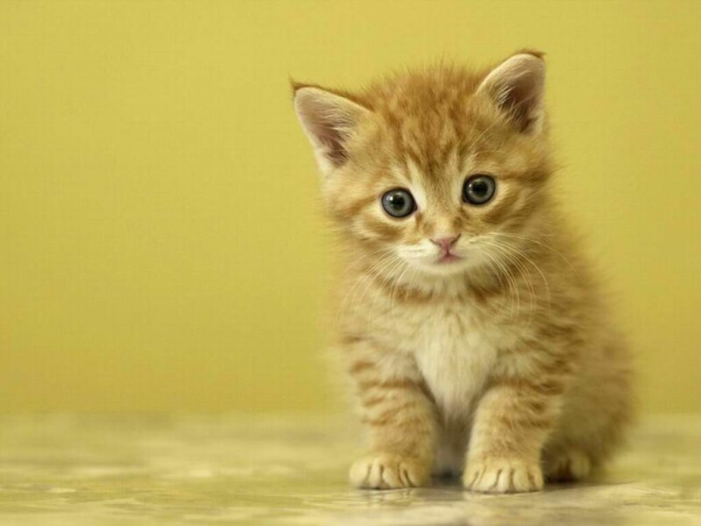 Cute Kitten Wallpaper Desktop Background Image Description