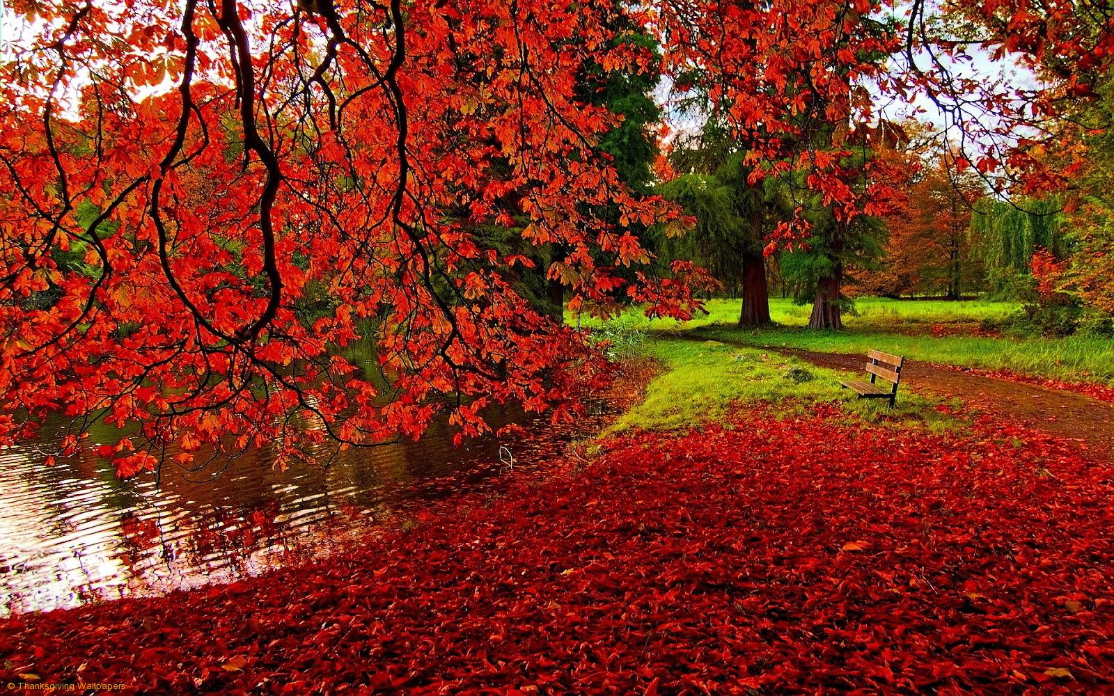 Red Autumn Scenery Wallpaper Desktop