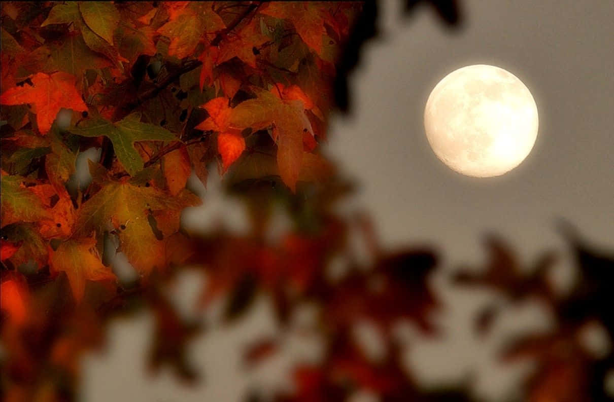 Fall Wallpaper