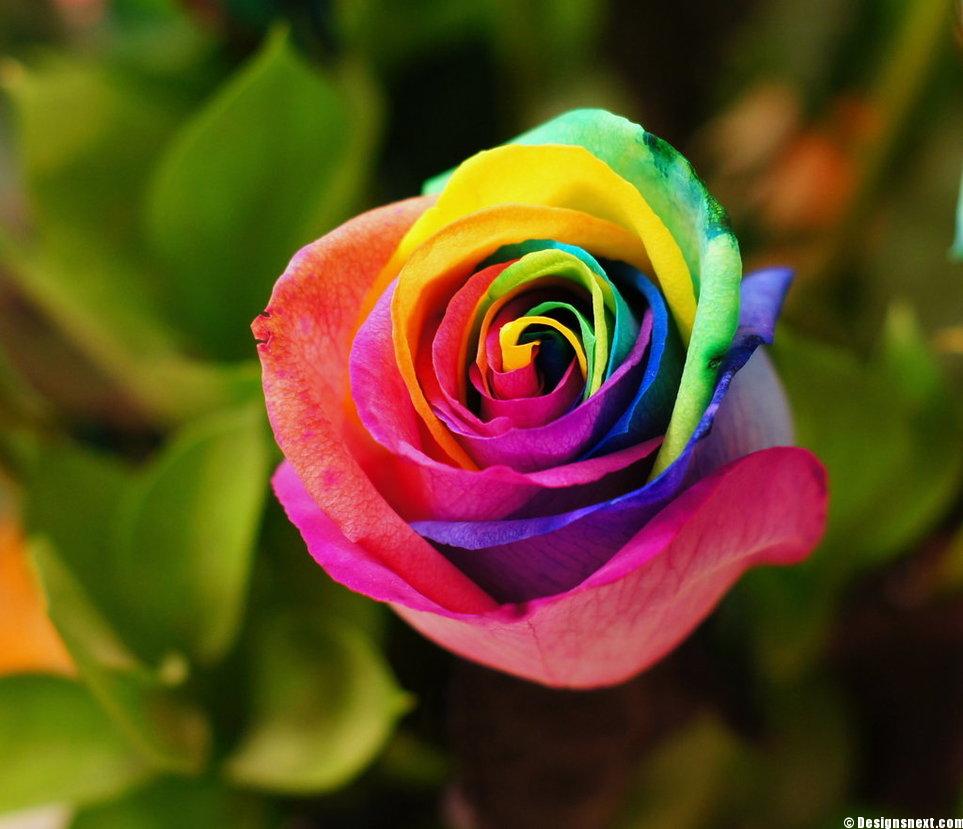 Rainbow Roses Wallpapers HD