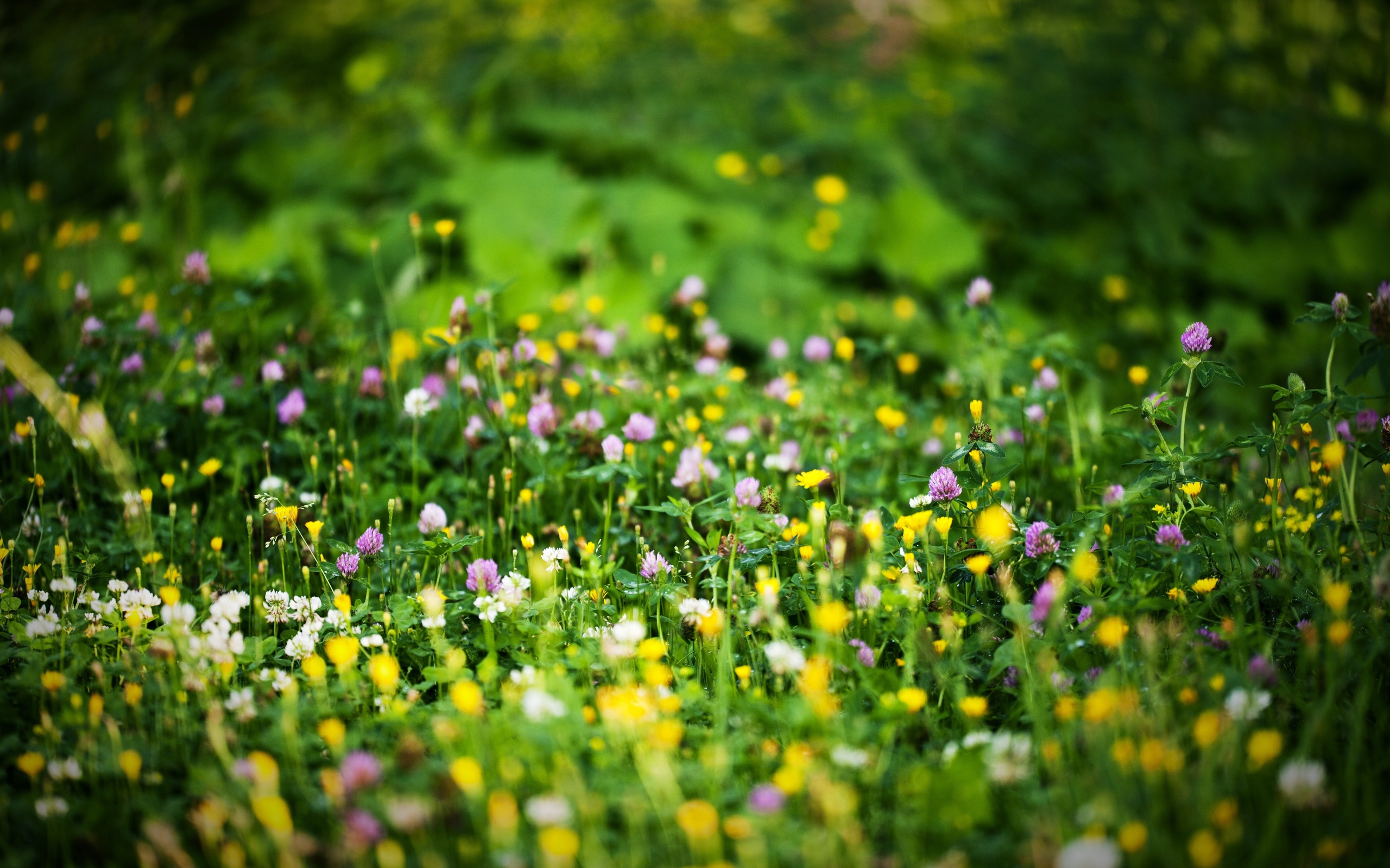 Grass Green Bright Colors Beautiful Bokeh Spring Wallpaper Background