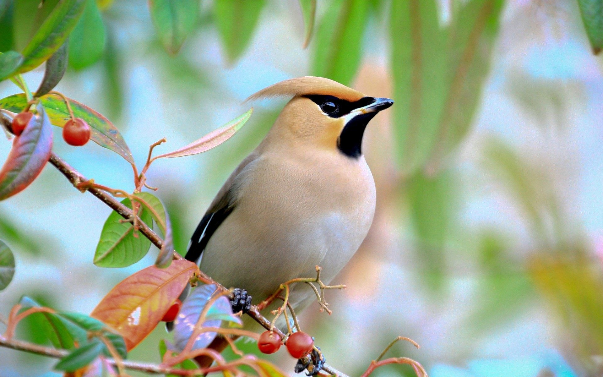 A Bohemian Waxwing perched on a branch with red berries