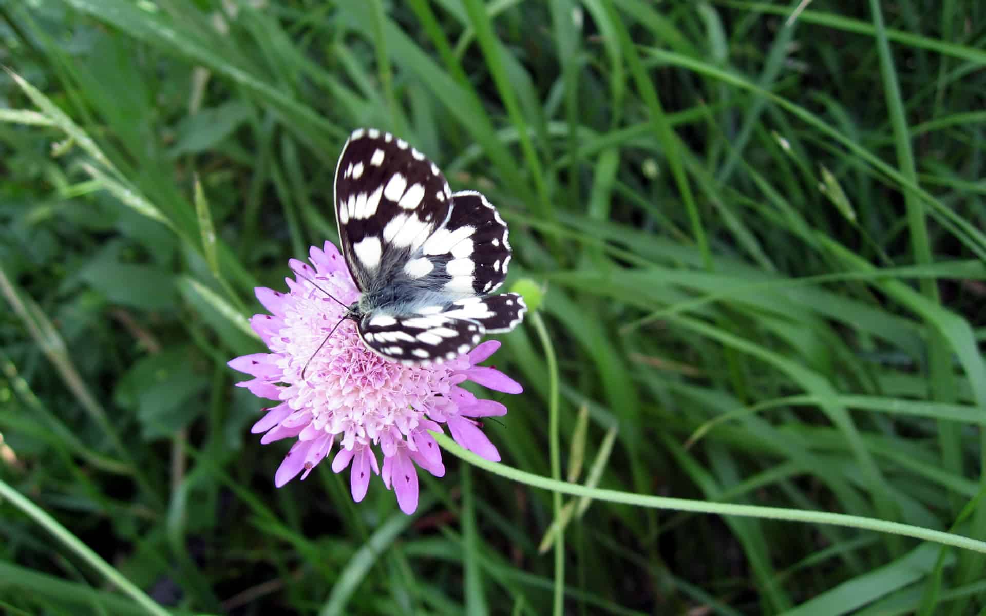 Flower Butterfly Wallpaper