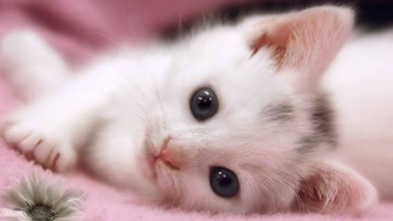 HD Cat Wallpaper Kitten Image Pets Animal