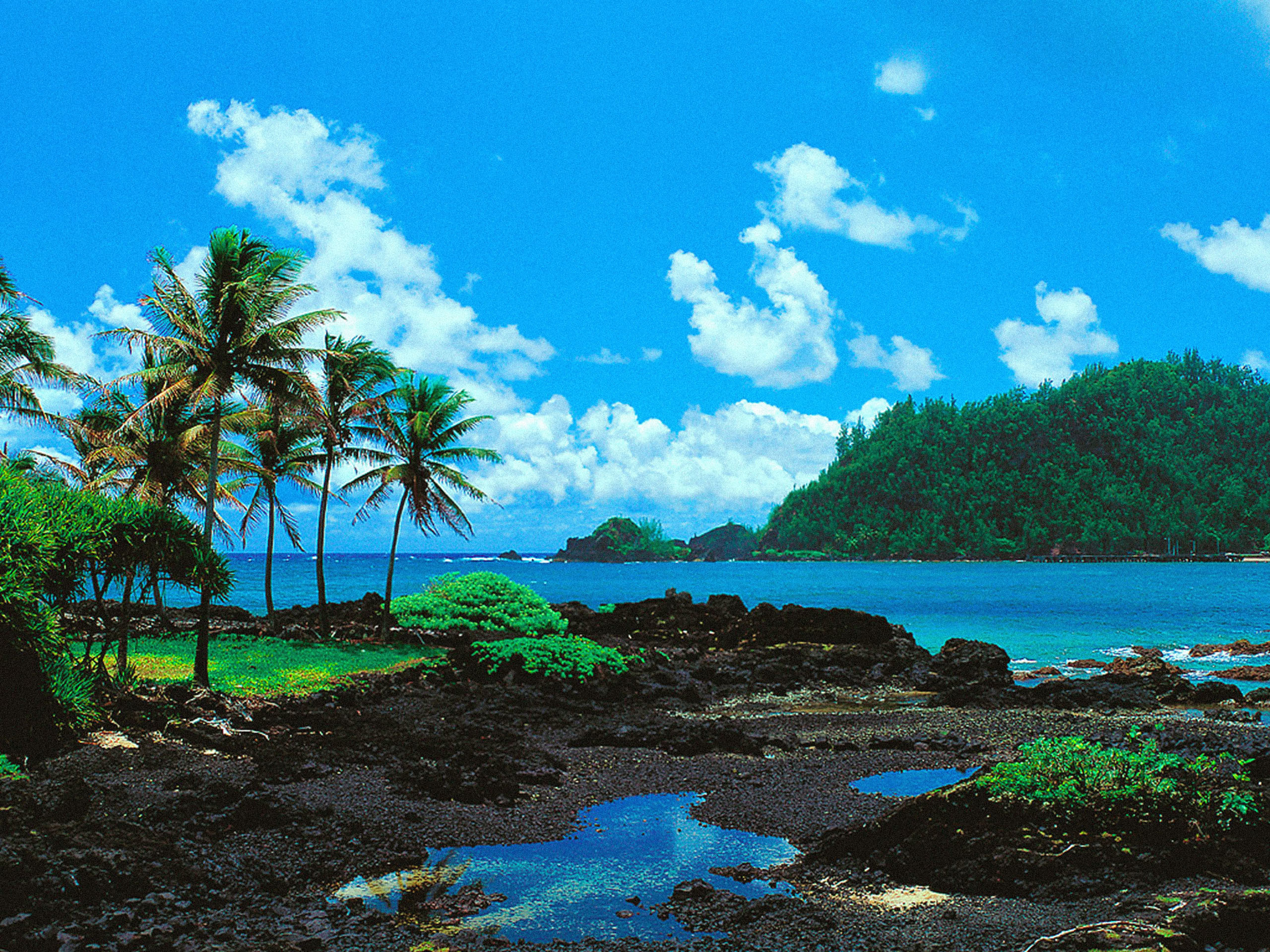 Lush Hawaiian Coastline with Palm Trees and Volcanic Rocks