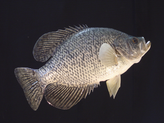Crappie Wallpaper Walleye Sunfish