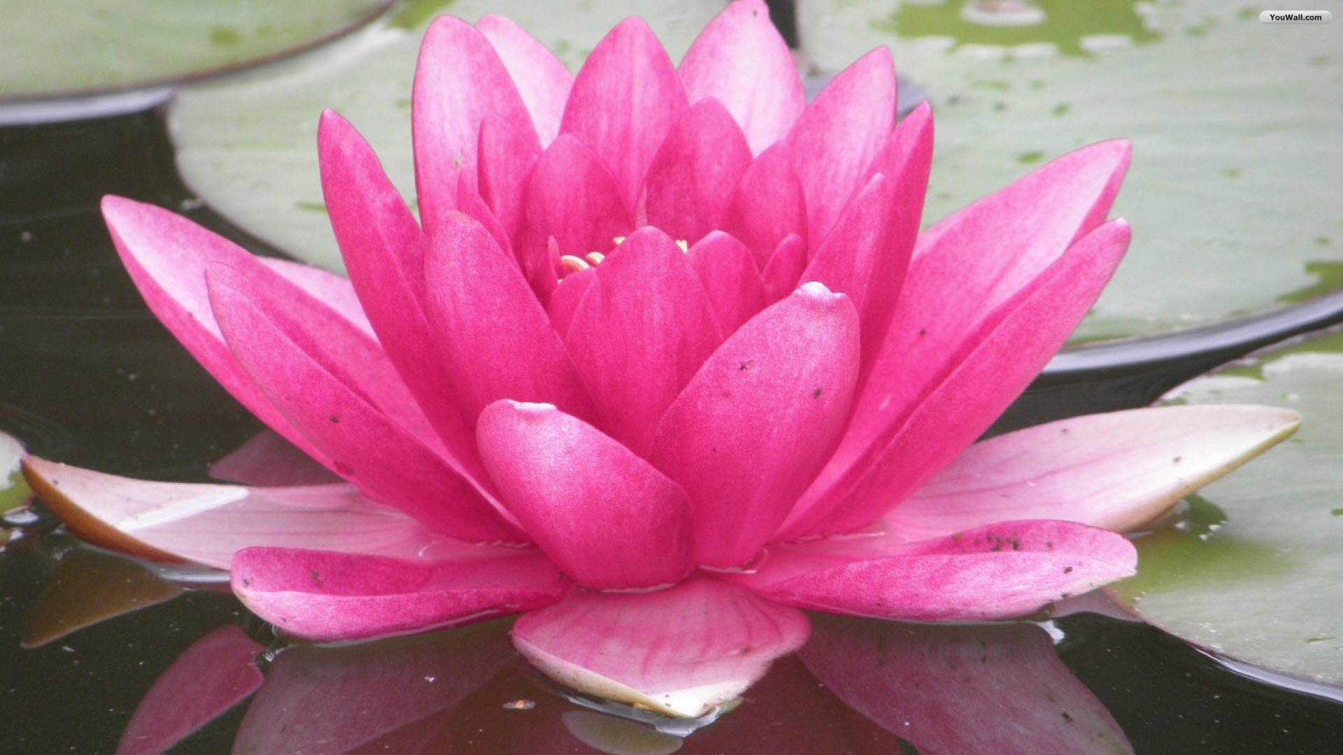 Pink Water Lily Wallpaper