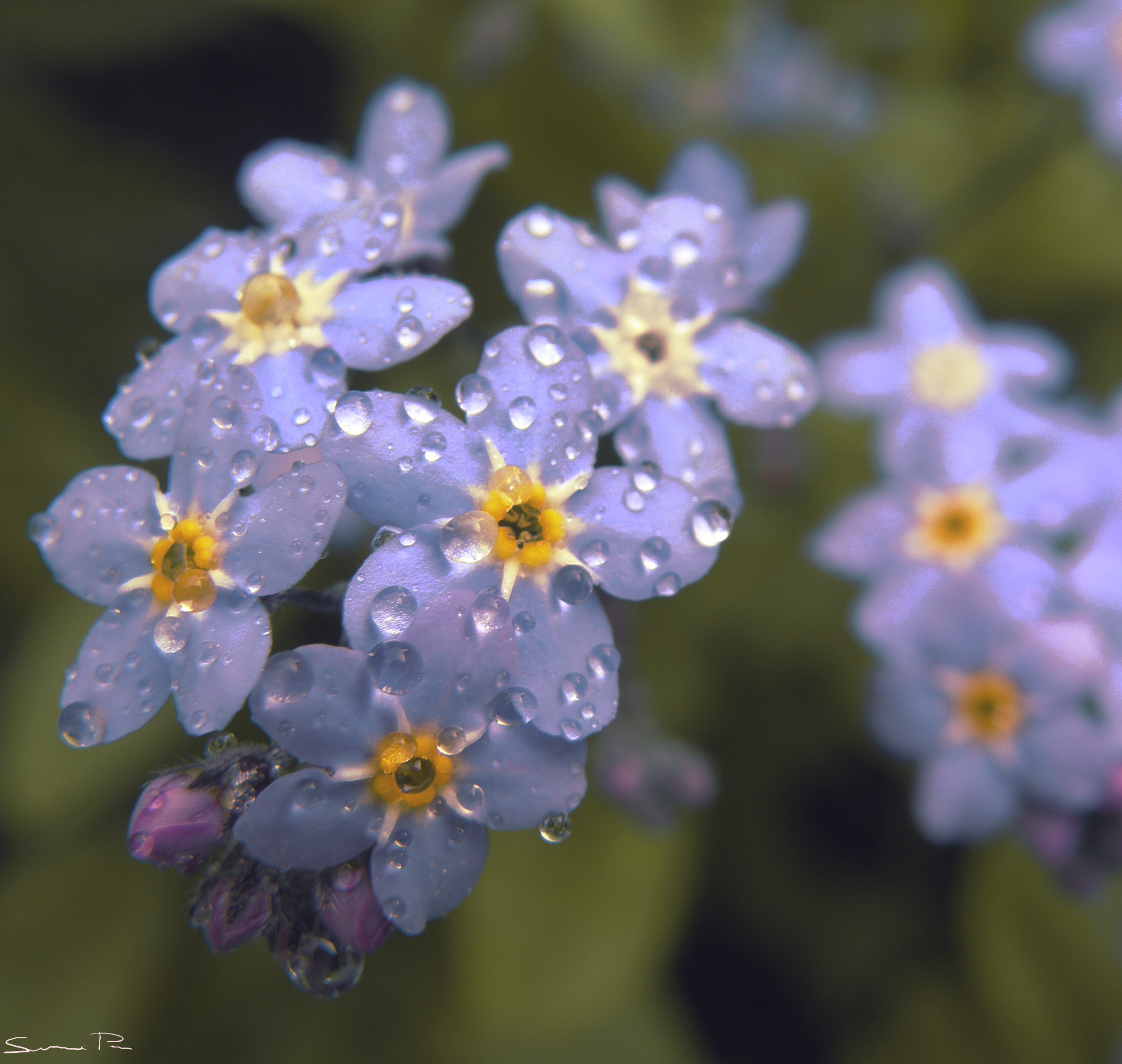 Spring Rain Desktop Wallpaper Hd Background