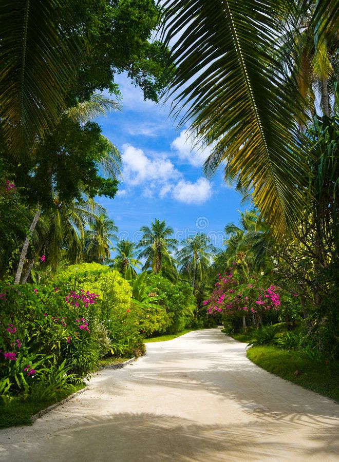 Pathway In Tropical Park Abstract Travel Background Affiliate