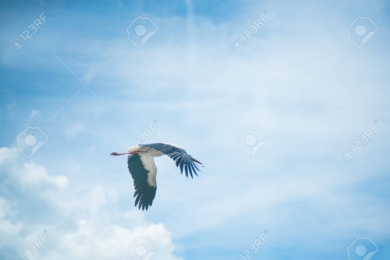 White Stork Flying On Cloudy Background On A Foggy Day Stork 1300x867