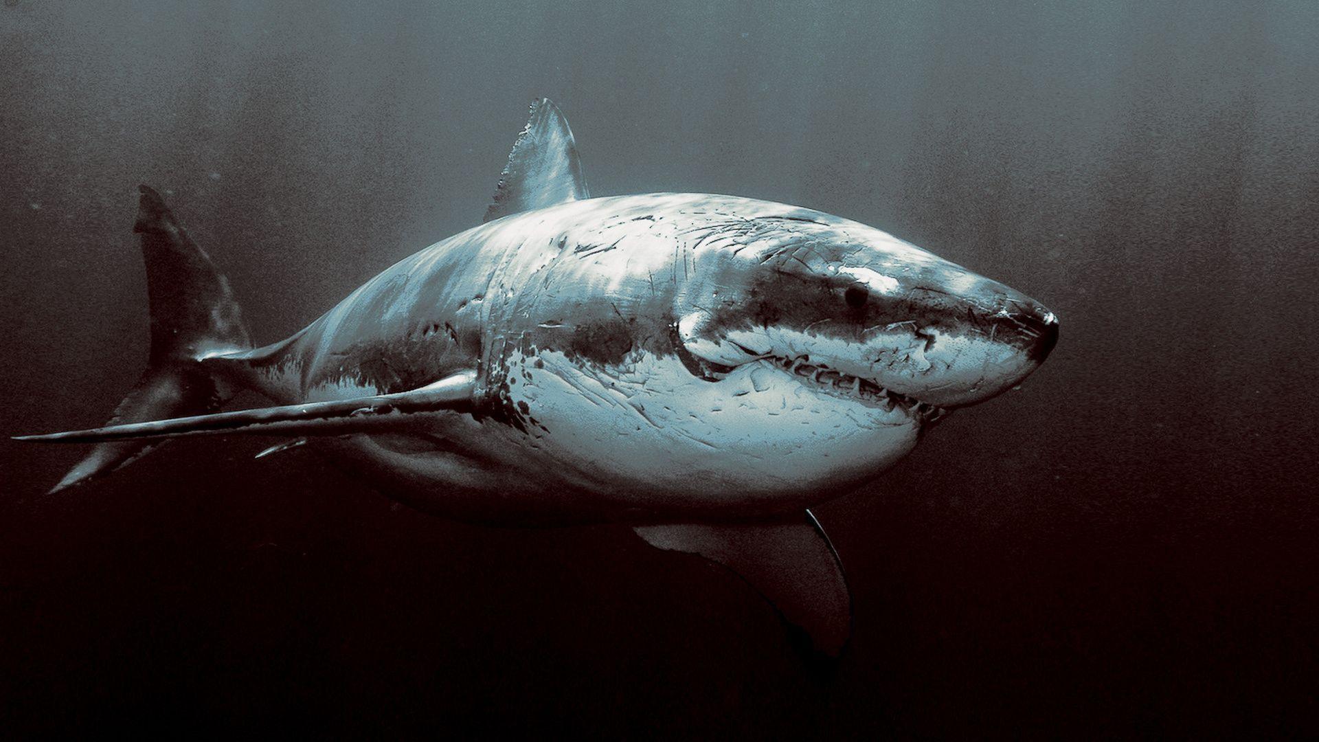 Great White Shark Wallpapers HD 1920x1080
