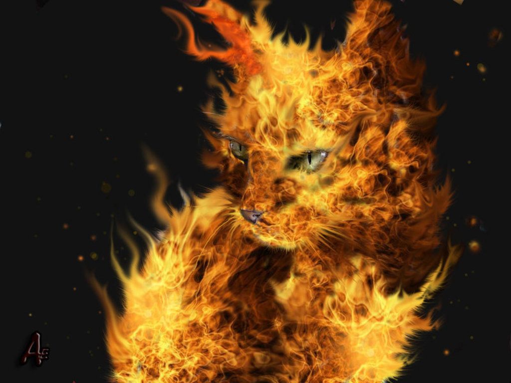 Fire Cat Wallpaper Live Chat By Liveperson On