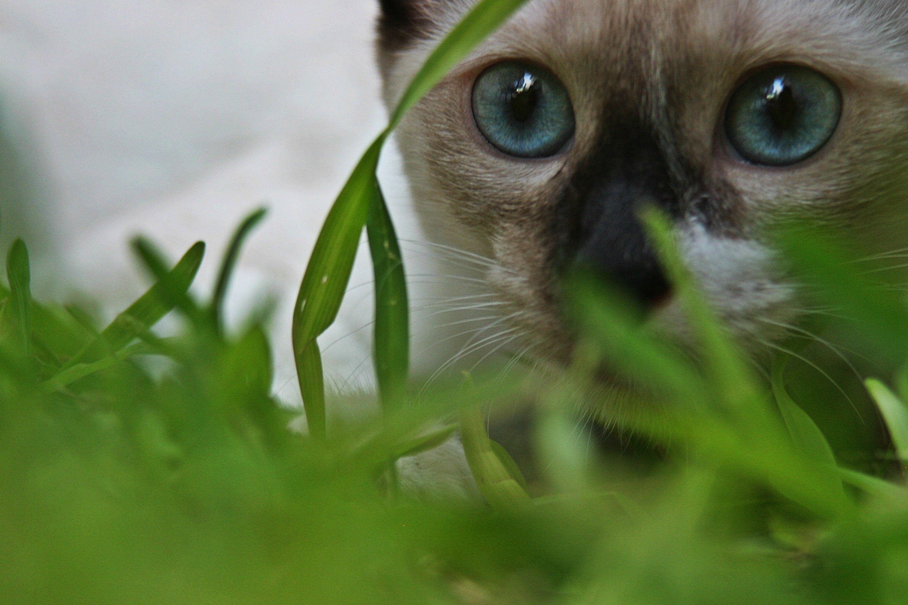 Siamese Cat Wallpaper Pictures Cool