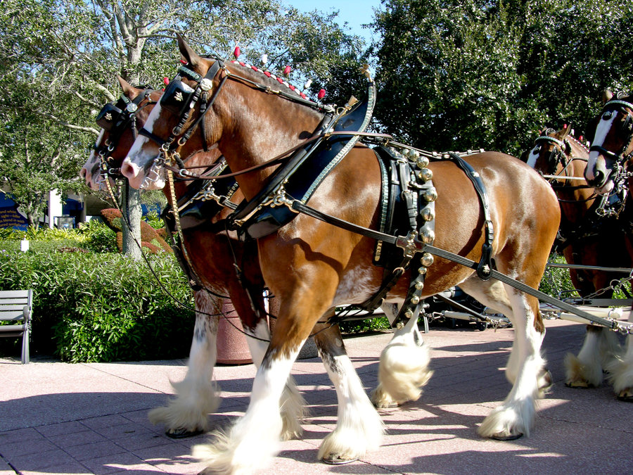 Budweiser Clydesdale Horses Wallpaper Horse By