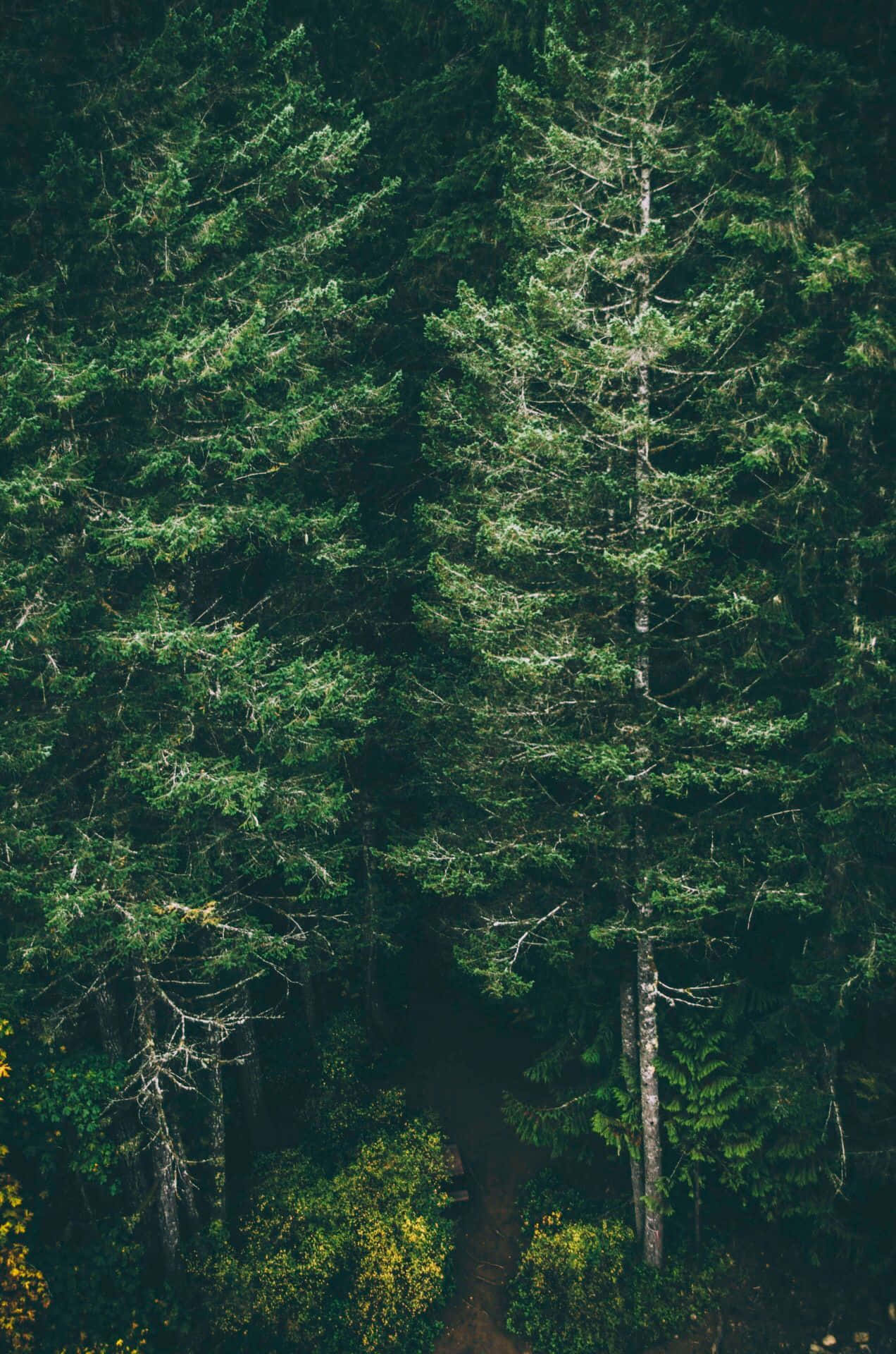 Dark Green Forest Wallpaper