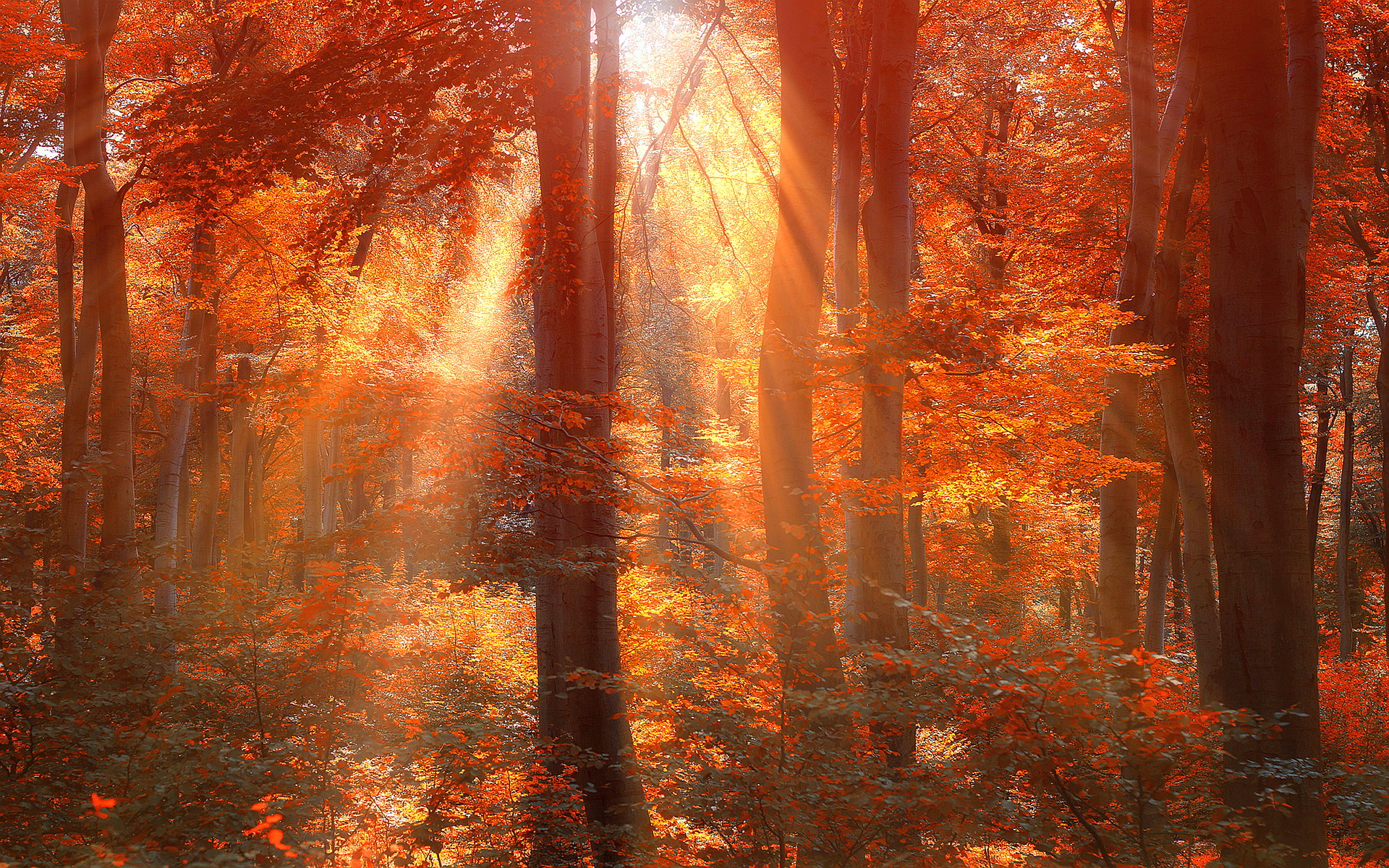 Sun Rays Autumn Forest Wallpaper