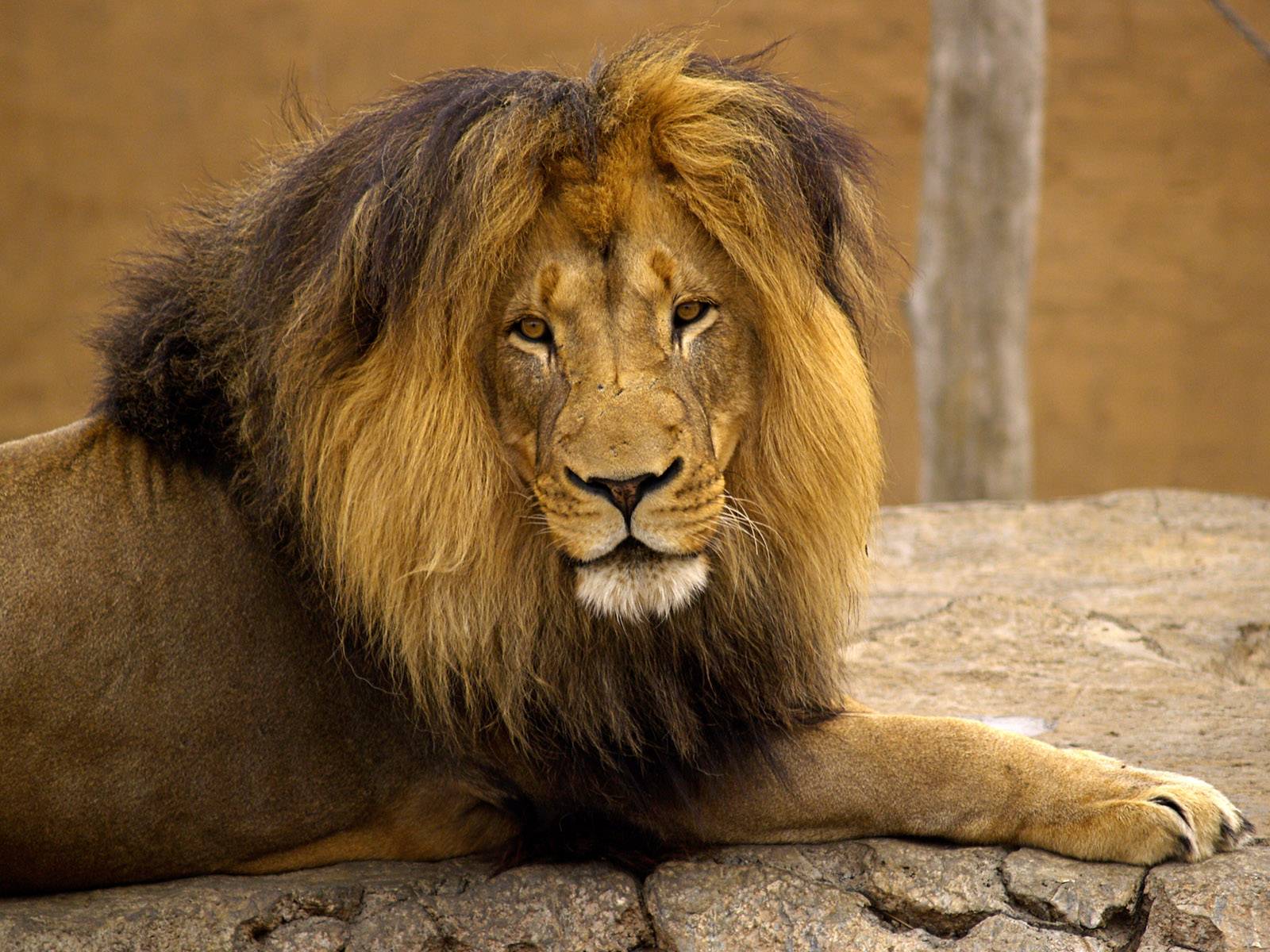 Lions Tiger Animal Desktop Wallpaper Wildanimal