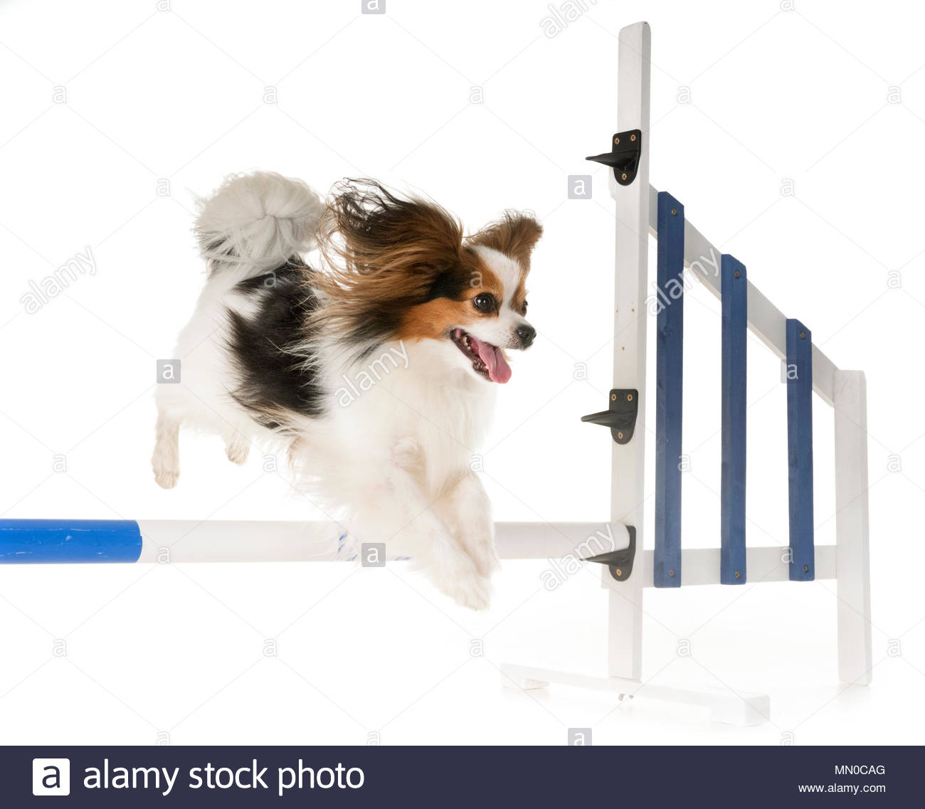 Training Of Agility In Front White Background Stock Photo