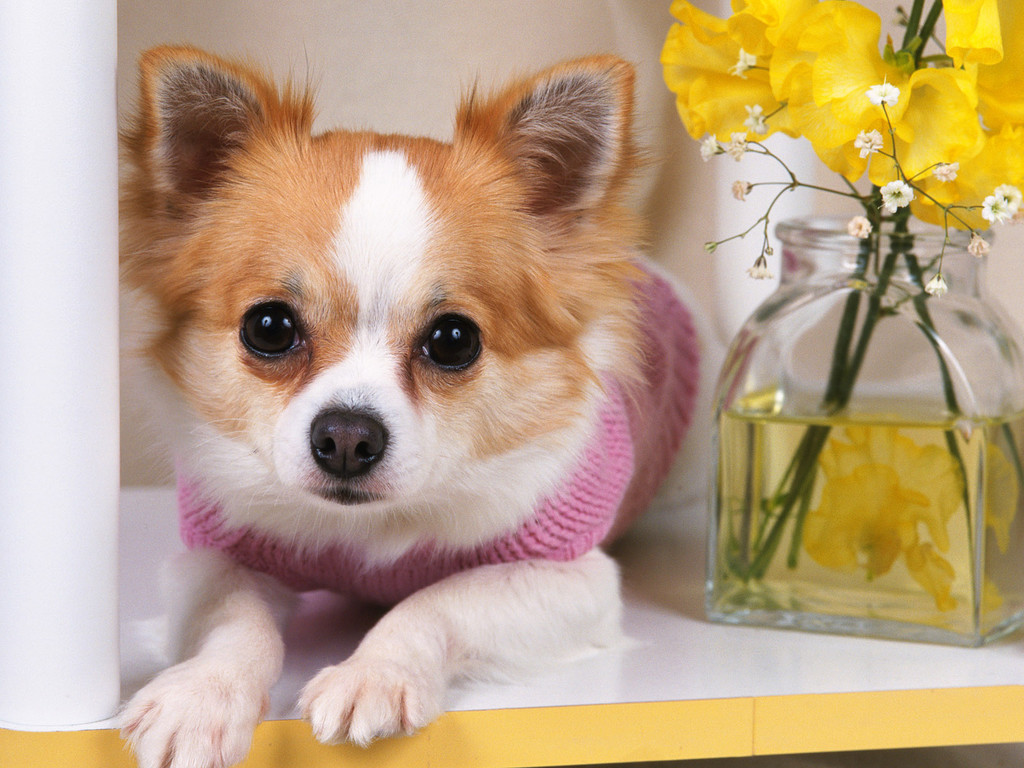 Cute Chihuahua Wallpaper For Your Puter Desktop
