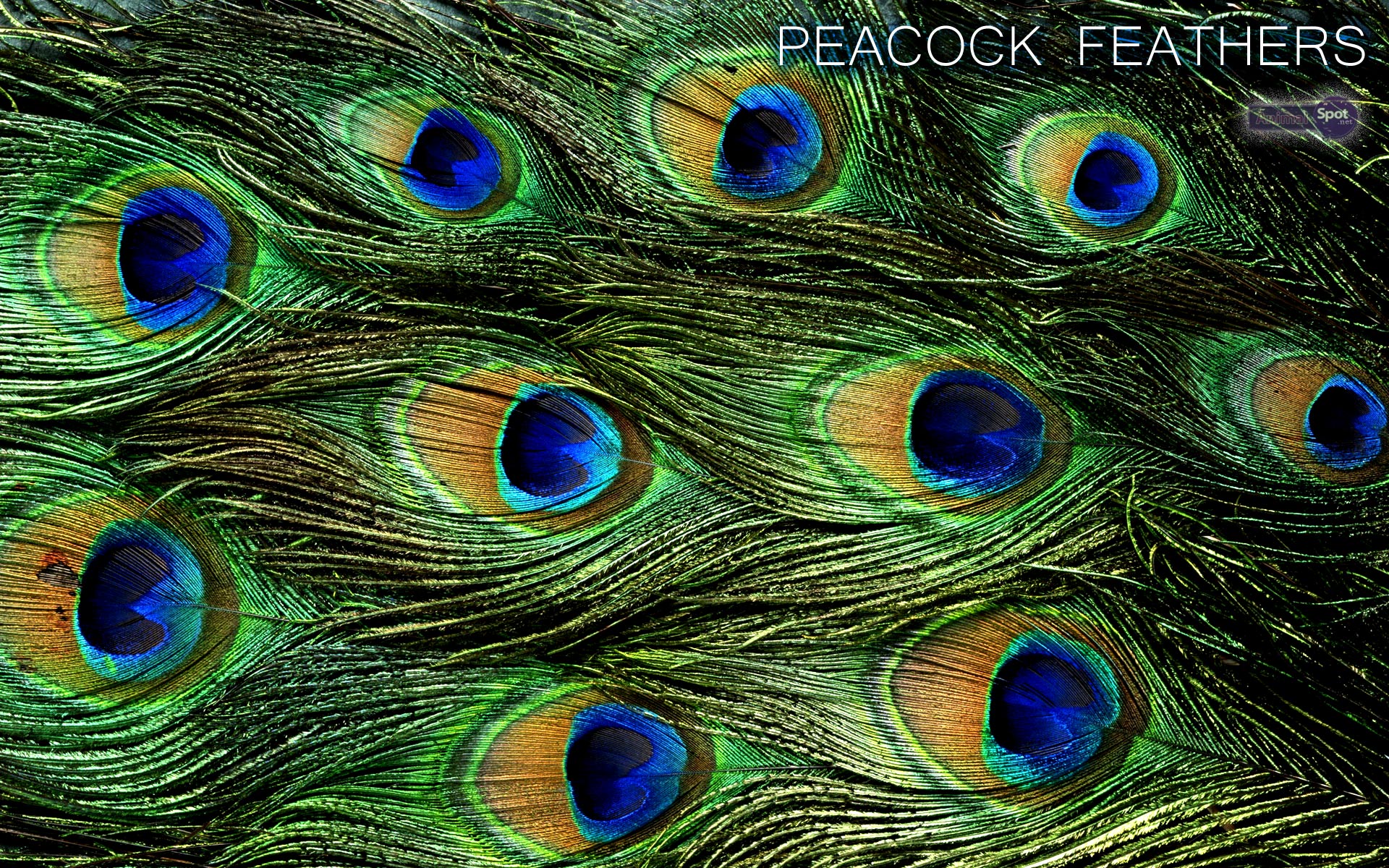 Peacock Wallpaper Animal Spot