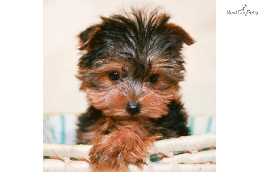 Teacup Ronnie Our Aca Male Yorkie Gauranteed 45dog Yorkshire Terrier