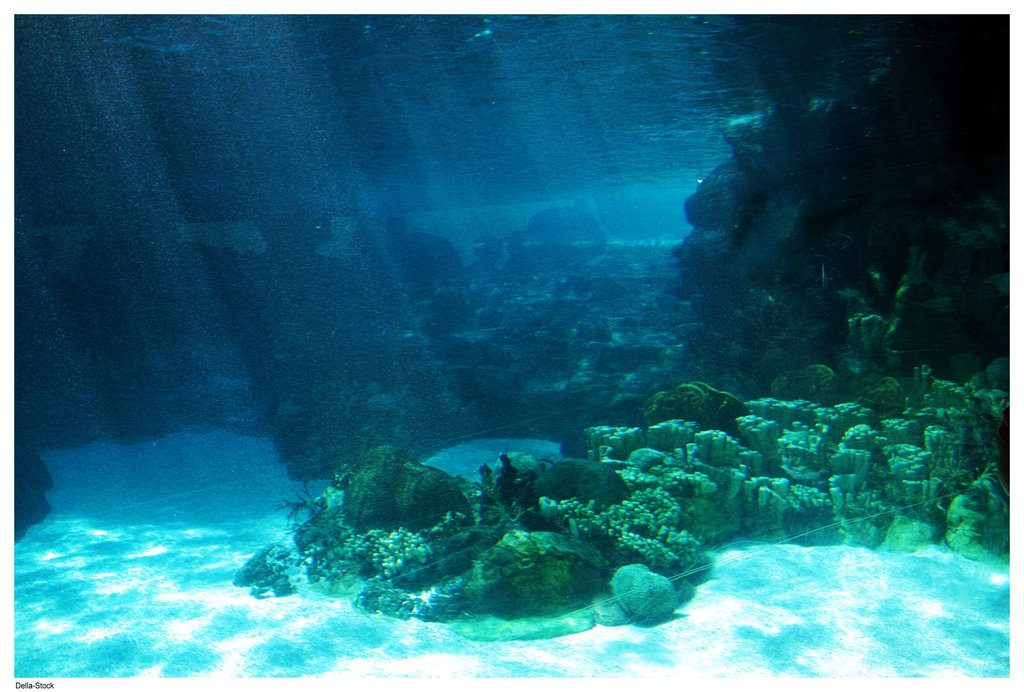 Underwater Ocean Floor Light By Della Stock