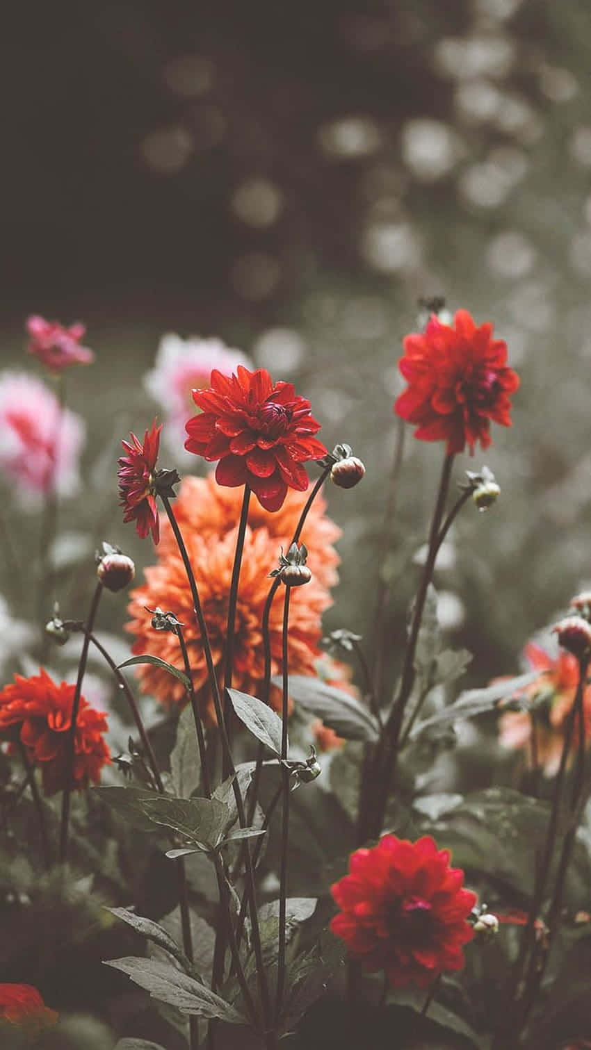 Vintage Wildflower Wallpaper