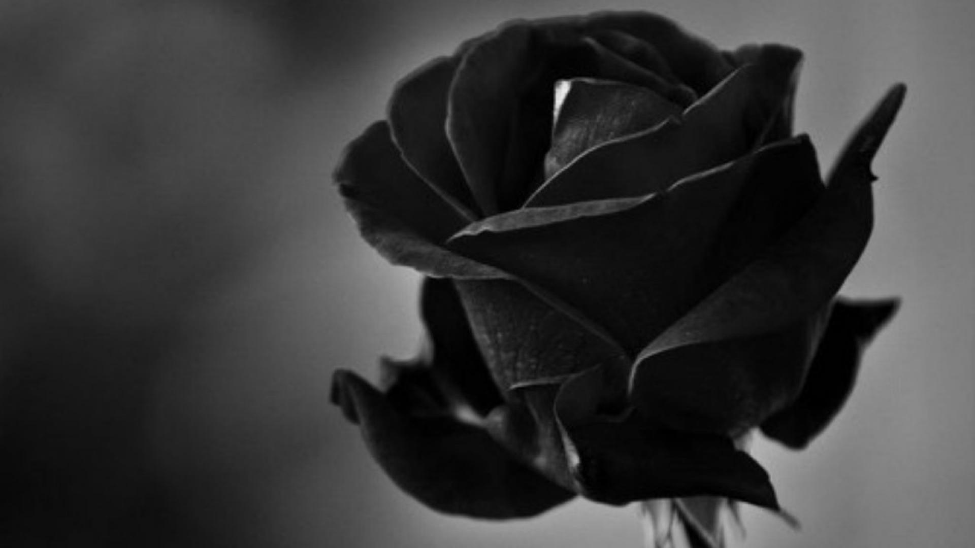 Black Roses Wallpaper Full HD Quality